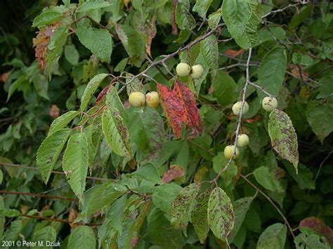 Prunus americana (Wild Plum): Minnesota Wildflowers