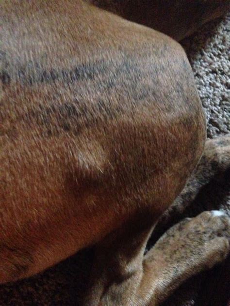 Lump on back right leg? Rabies vaccine or worse? - Boxer Forum : Boxer ...