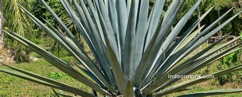 Agave: Plant Care & Growing Guide - Indoor Monk