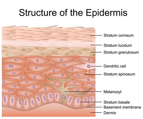 Structure of the epidermis medical vector illustration, dermis anatomy ...