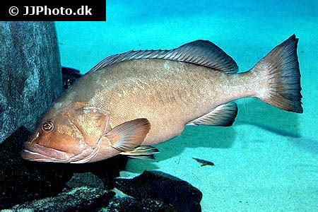 Epinephelus marginatus (Dusky grouper)