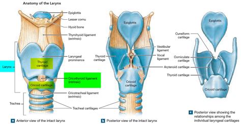 Larynx - Anatomy, Function in Respiratory System - Cancer Symptoms