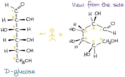 Alpha Glucose Fischer Projection - Brain Mind Article