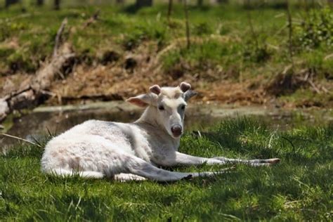 Leucistic Deer (everything there is to know about these white deer)