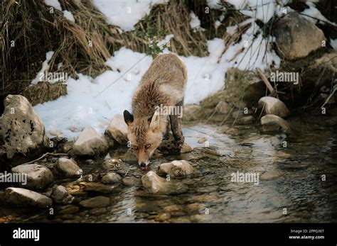 Baby fox snow hi-res stock photography and images - Alamy