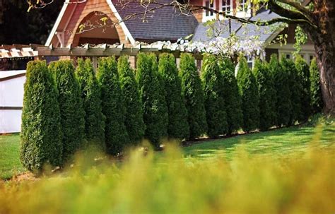 How to care for cedar hedging in canada how to care for cedar trees – Artofit