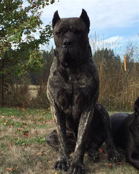 HOUFEK MASTIFFS is a family ran, Mastiff {Hybrid, Mix, Designer} breeding and training program ...