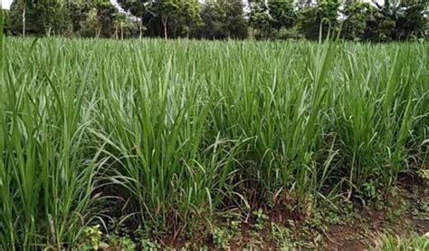 Cara Budidaya Rumput Gajah Agar Cepat Lebat, Dijamin Berhasil