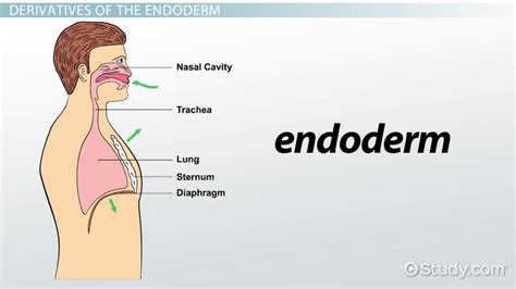 Endoderm | Definition, Function & Derivatives - Lesson | Study.com