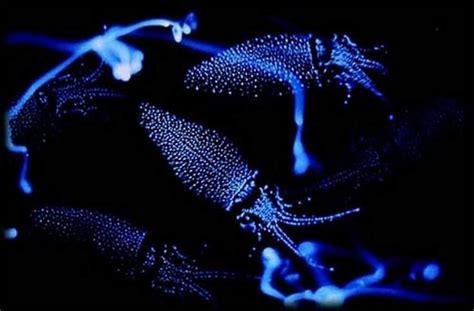 Firefly squid in Toyama Bay | wordlessTech | Vampire squid, Deep sea creatures, Bioluminescence