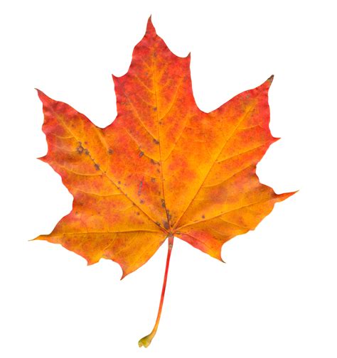 Autumn Leaf PNG Image - PurePNG | Free transparent CC0 PNG Image Library