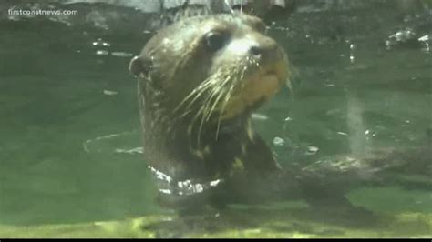 Four giant river otter pups revealed to public at Jacksonville Zoo | firstcoastnews.com