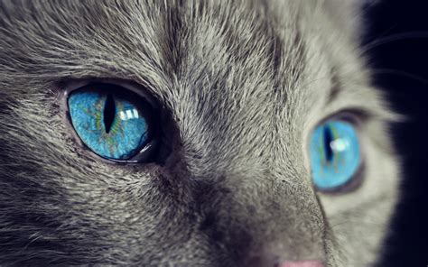 Cat blue eyes wallpaper | animals | Wallpaper Better