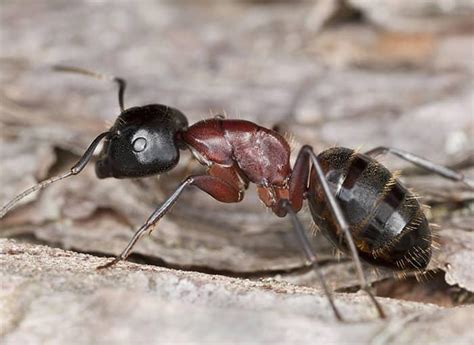 Carpenter Ants Identification - Image to u