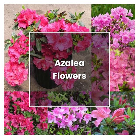 How to Grow Azalea Flowers - Plant Care & Tips | NorwichGardener