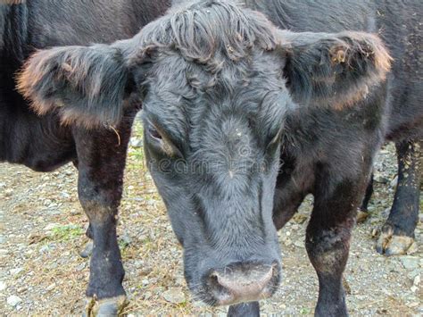 Black Angus Cow at the Farm Stock Photo - Image of fields, angus: 260338100