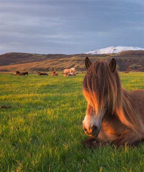 Iceland in Spring - The Ultimate Travel Guide | Guide to Iceland