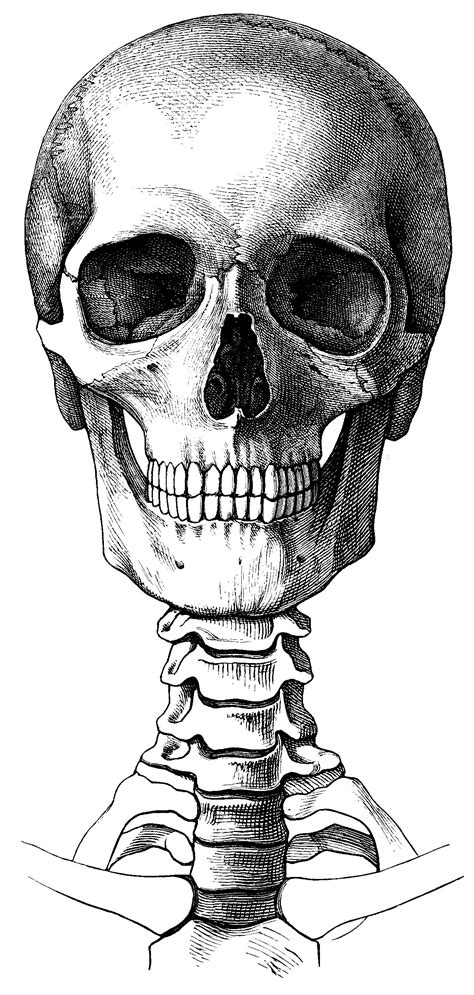 a black and white drawing of a human skull with the lower jaw exposed, viewed from behind