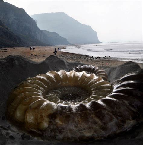 Fossils on the Jurassic Coast at Charmouth in Dorset UK. Fibonacci Spiral Nature, Spirals In ...