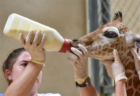 Maryland Zoo Provides Support to Newborn Giraffe | The Maryland Zoo