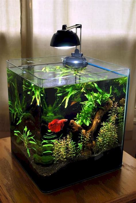 Breathtaking 50+ Beautiful Small Aquarium Ideas To Increase Your Home Beauty https://decoredo ...