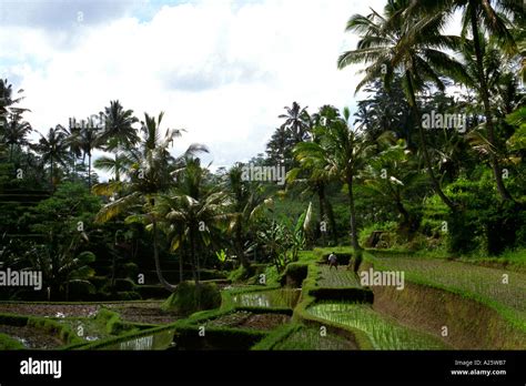 Rice terraces near Ubud Bali Stock Photo - Alamy