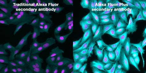 Alexa Fluor Plus Secondary Antibodies | Thermo Fisher Scientific - UK