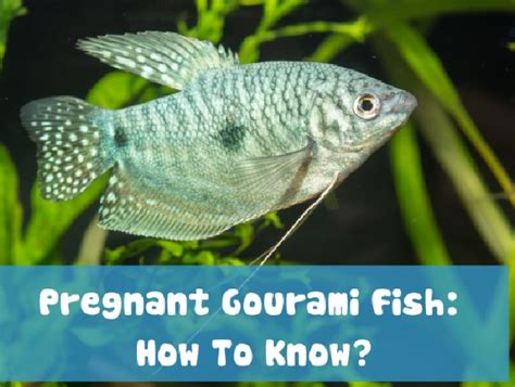 What Should You Know About Pregnant Gourami Fish? In Great Details