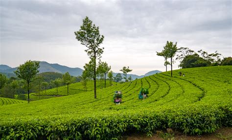 Munnar: The Tea Factory of Kerala