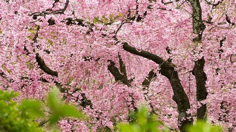 How to Plant, Grow and Care For Weeping Cherry Trees