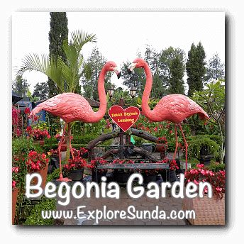 The Begonia Garden in Maribaya, Lembang Bandung