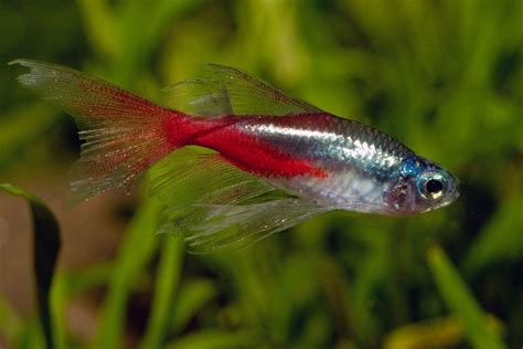 Neon Tetra Fish: Easy Care Guide for these Tropical Stunners ...