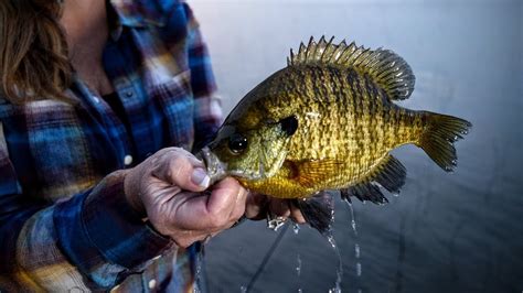 What's Happening to Bluegills??? - YouTube