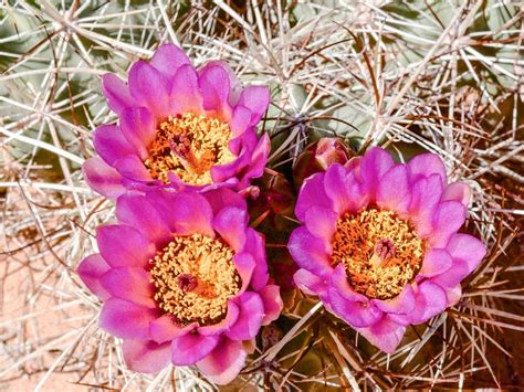 Arid Desert Plants