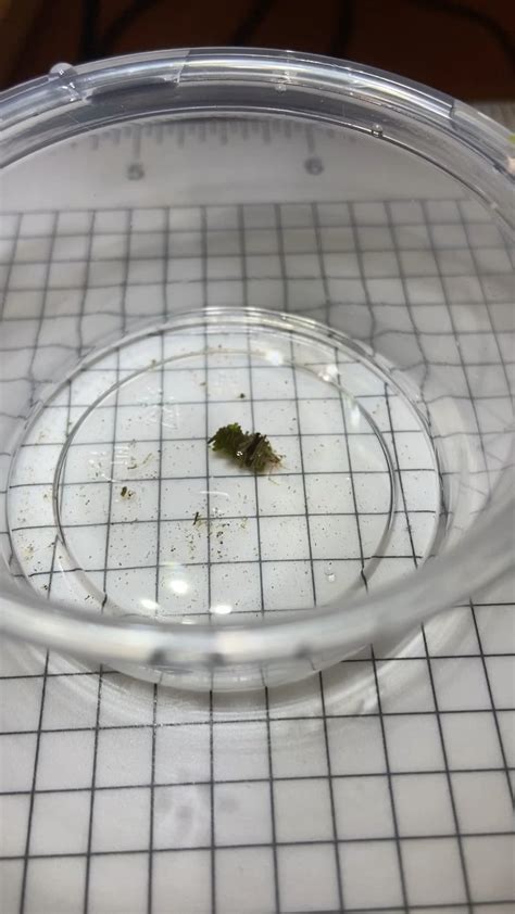 What is this (Caddisfly larvae?) : r/Entomology