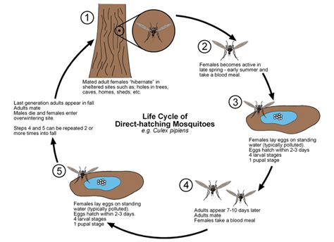 Anopheles Gambiae Life Cycle