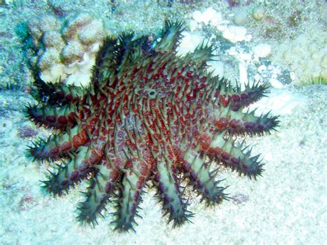 Starfish: Characteristics, reproduction, habitat, types and more