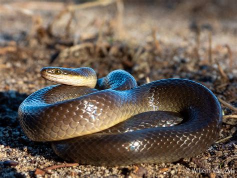 Brown Water Snake (Lycodonomorphus rufulus) from Melkbosstrand South Africa. Harmless. | Brown ...