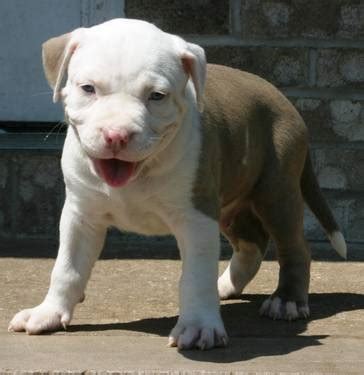 White Blue Nose Pitbull Images & Pictures - Becuo