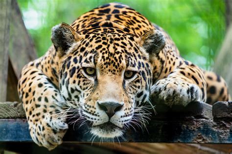 Jaguar Habitat