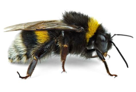 Bee Nest Removal | Honey, Bumble and Mason Bees | Hampshire