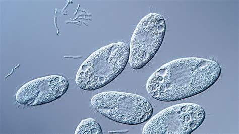 Ciliates Under Microscope