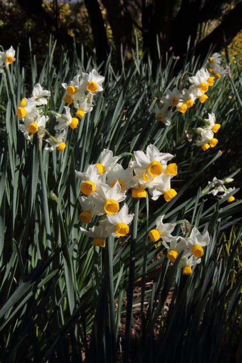 Narcissus tazetta | Pan Global Plants