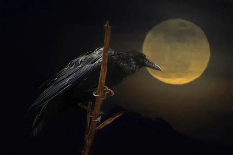 Raven Moon | Smithsonian Photo Contest | Smithsonian Magazine