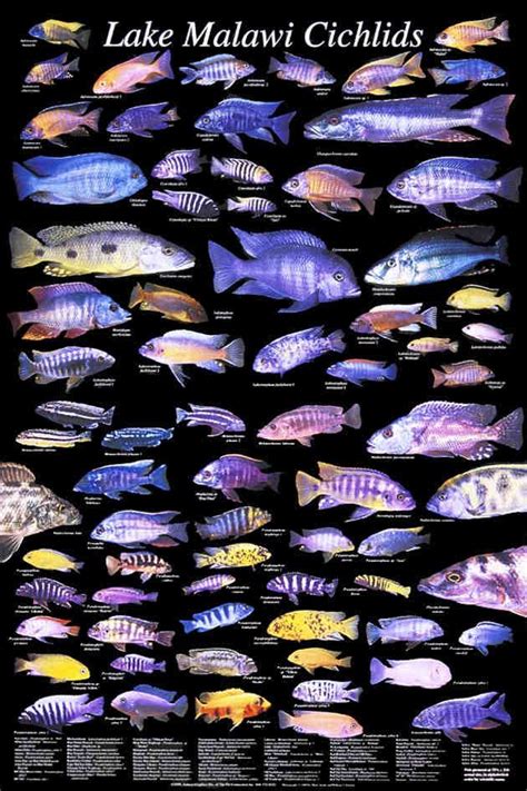 an image of colorful fish in different colors on a black background, with the names and description