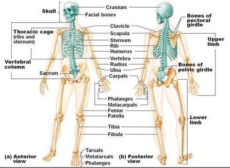 Human Skeletal System Diagram - Health Images Reference