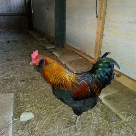 Olive Egger Rooster FL Panhandle