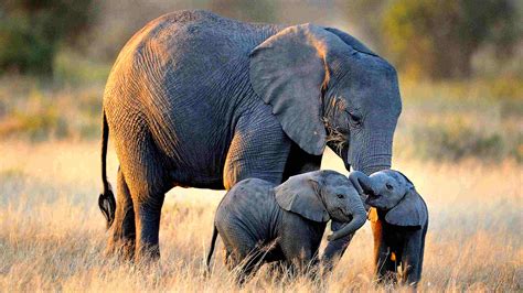 African elephants can now only rarely be taken from the wild | Ultimate Africa