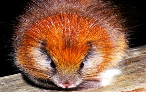 Adorable Ginger Rat Rediscovered after 113 Years | Featured Creature