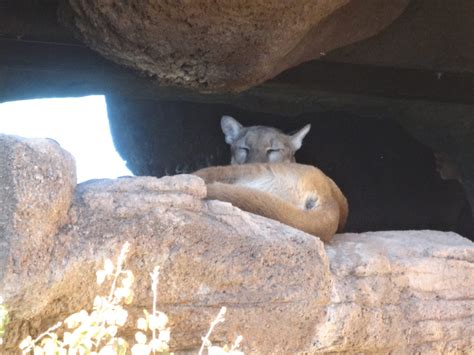 A Visit to the Arizona-Sonora Desert Museum in Tucson, Arizona